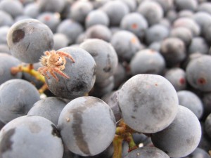 Spider on grape